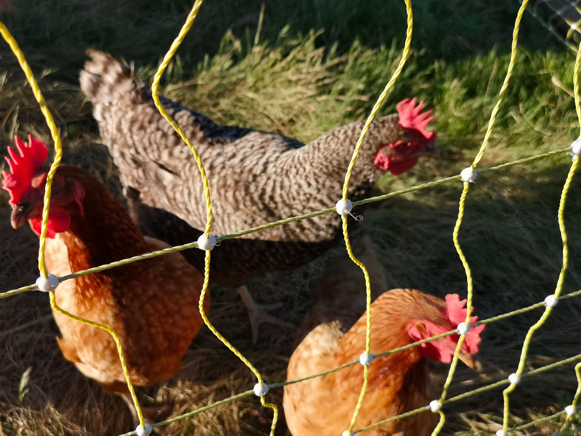 Comment protéger vos poules et volailles contre les renards et les martres  ?