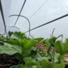 Potager Multifionctions Combi 6 - 4,8mX1,3m – Image 7